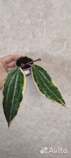 Хойя макрофилла альбомаргината