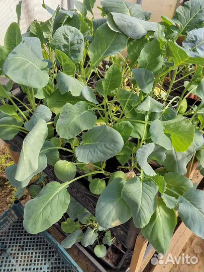 Рассада капусты