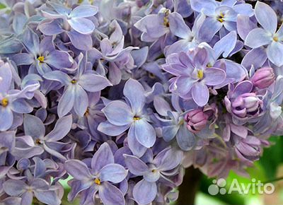 Саженцы Сирени сортовой в зкс таре