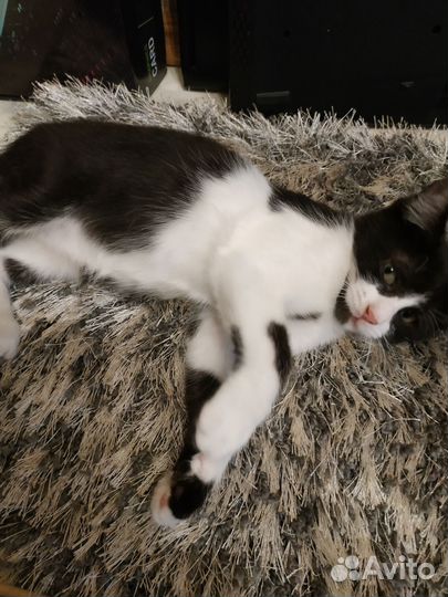Котенок мальчик