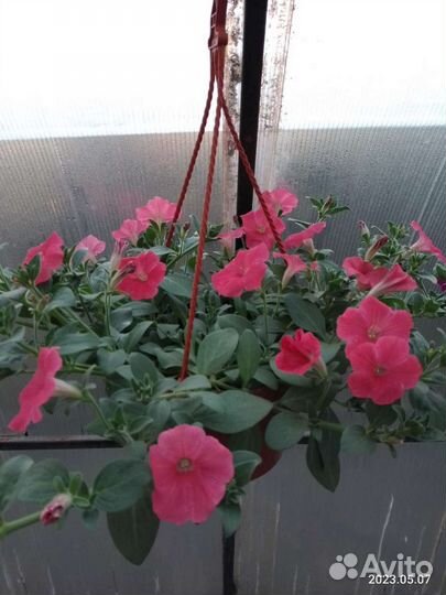 Рассада цветов