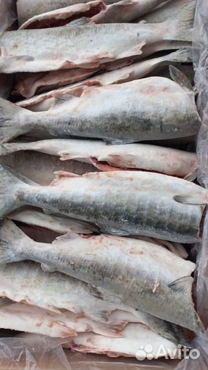 С/м рыба, креветки