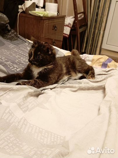 Котенок девочка