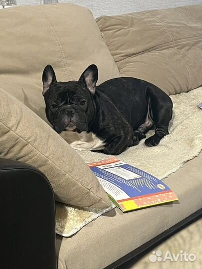 Французский бульдог вязка кабель