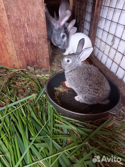 Крольчата 3 месяца