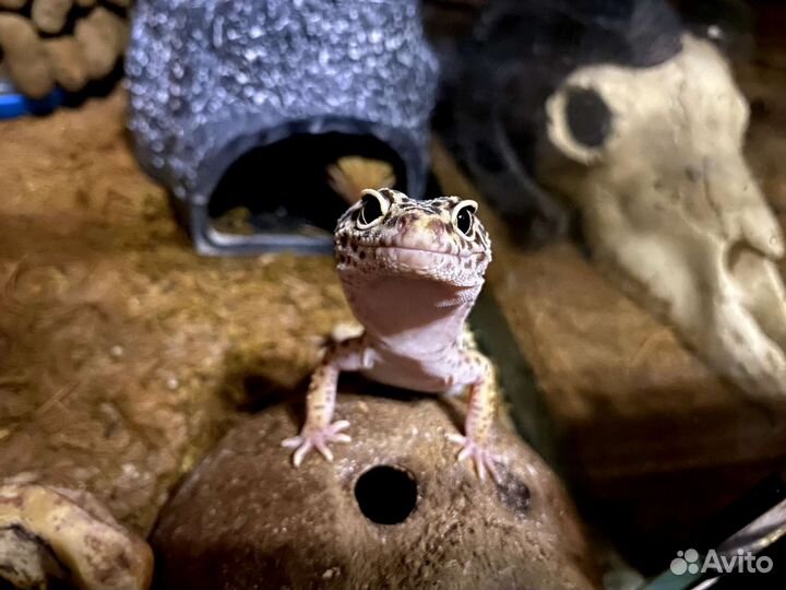 Геккон эублефар