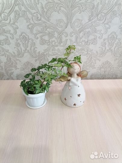 Эпипремнум, хедера, плющ, вьюны