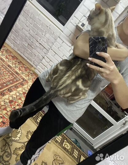 Бенгальские котята