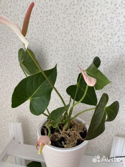 Уход, лечение, пересадка комнантных растений