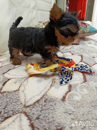 Йоркширский терьер