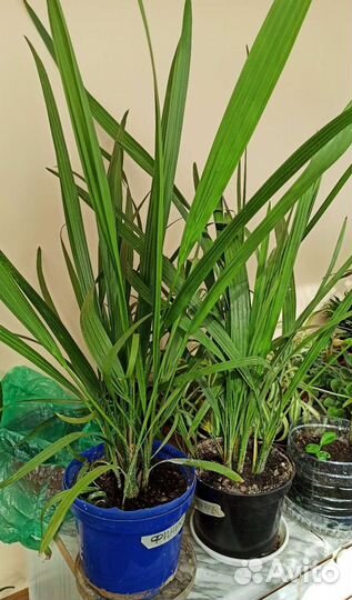 Финиковая пальма