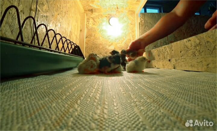 Автоматический инкубатор