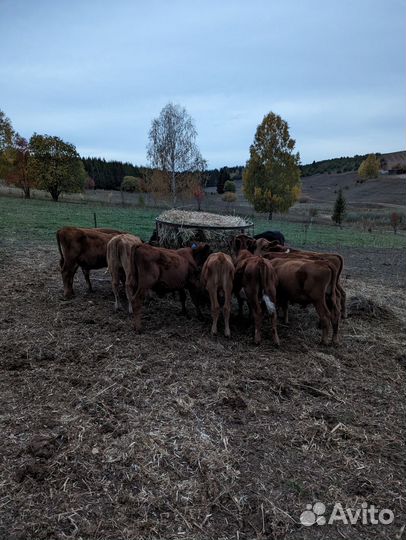 Бычки на откорм