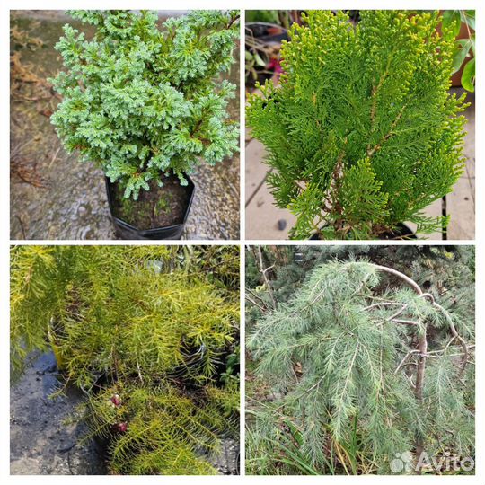 Сосна,туя,тис,кедр,кипарис,можжевельник и др