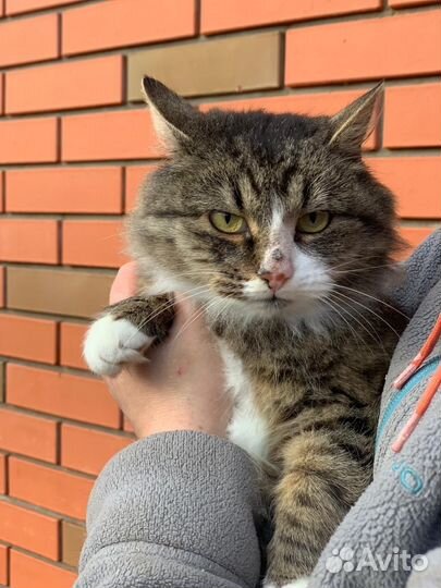 Отдам кота в добрые руки