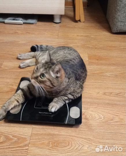 Весы электронные