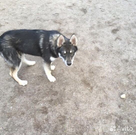 Вязка кобель волкособ (волк+хаски)