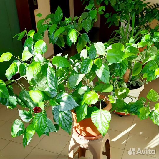 Гибискус китайская роза