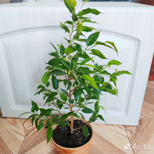 Фикус бенджамина