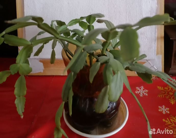 Комнатные цветы