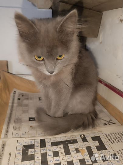 Шотландские прямоушки