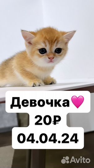 Котята золотая шиншилла