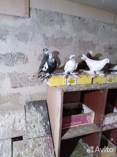 Продажа голубей