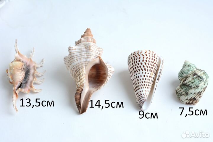Ракушки морские раковины для аквариума