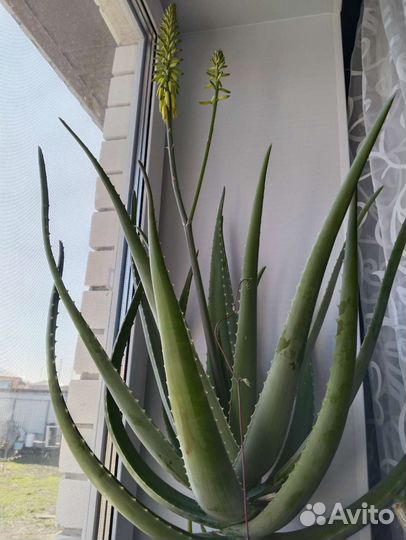 Алоэ вера миллер барбаденсис 6-летний