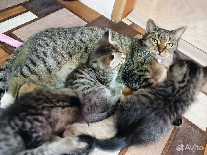 Кошечки 1 мес