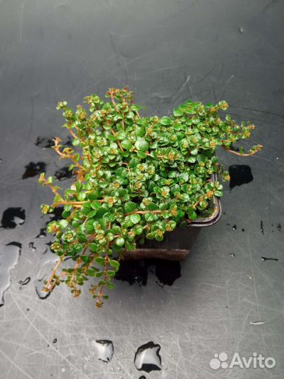 Почвопокровные растения