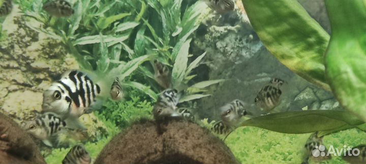 Сапфировый попугай, рыбка панда