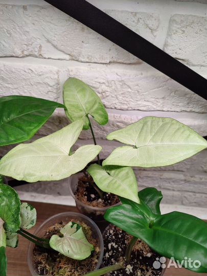 Комнатные цветы Сингониумы