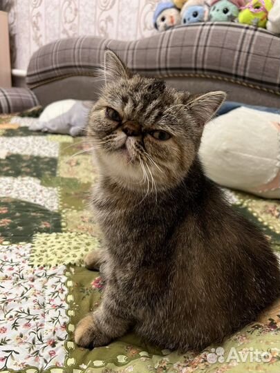 Персидский котенок