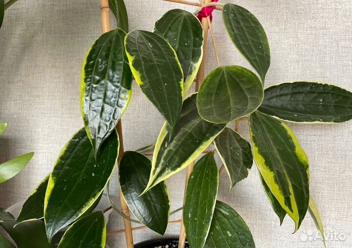 Хoйя Мaкрoфилла Альбомаpгинатa