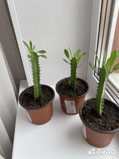 Молочай трехгранный