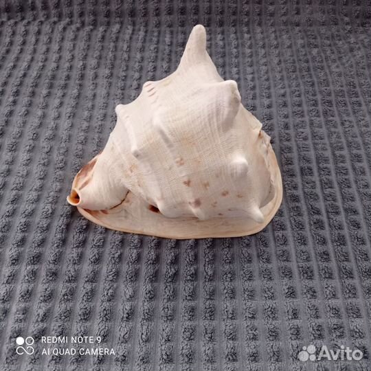 Большая морская раковина