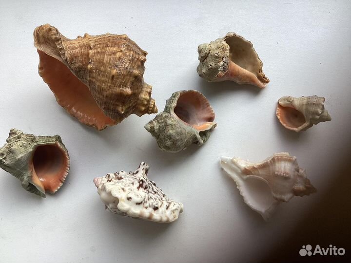 Набор ракушек