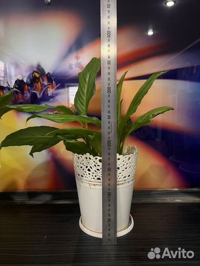 Замиокулькас