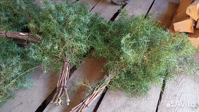 Веники из можжевельника