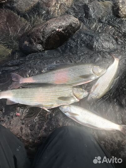 Мушки на хариуса