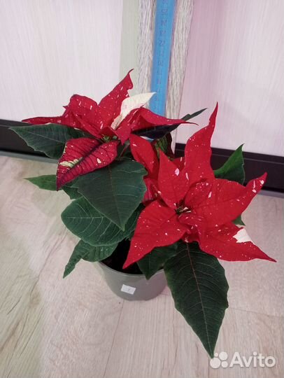 Сингониум, разные виды