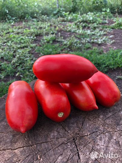 Семена редких, коллекционных томатов