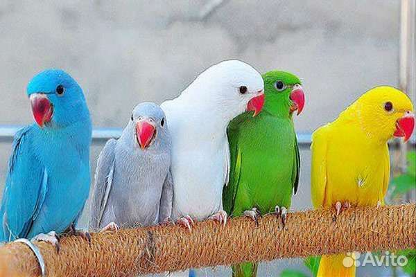 Ожереловый попугай выкомыш ручные