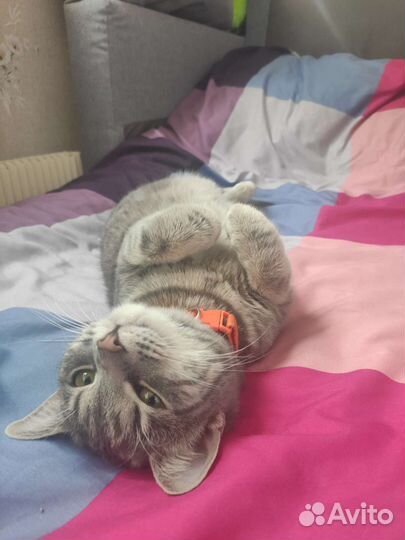 Кошка в добрые руки