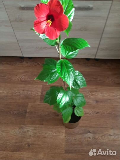 Продам Китайские розы (Гибискус)