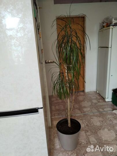 Комнатные цветы разные