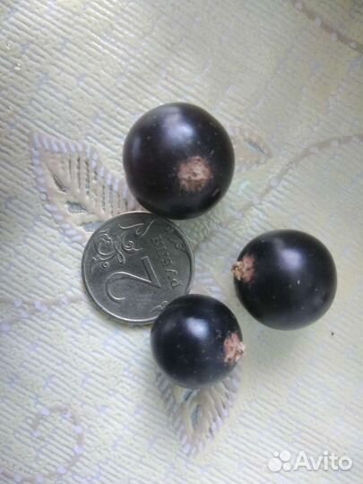 Черная смородина,кустики