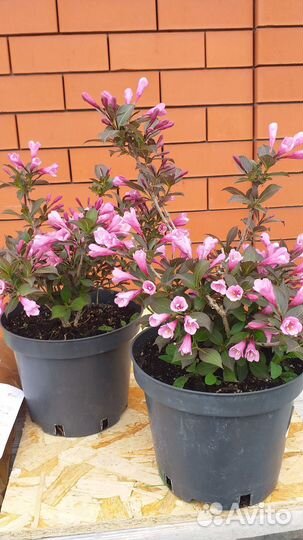 Декоративные растения для сада, вейгела