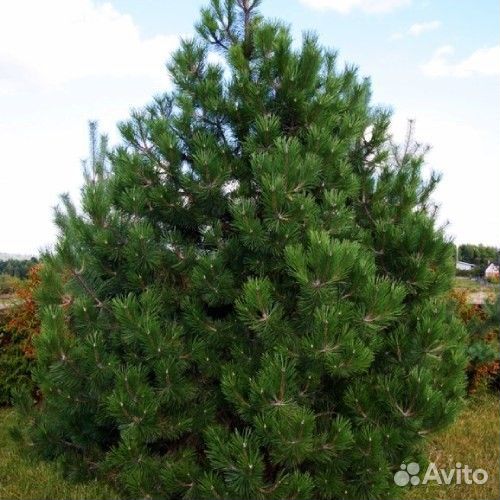 Садовые растения